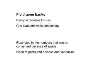 Field gene banks
Easily accessible for use
Can evaluate while conserving
Restricted in the numbers that can be
conserved because of space
Open to pests and disease and vandalism
 