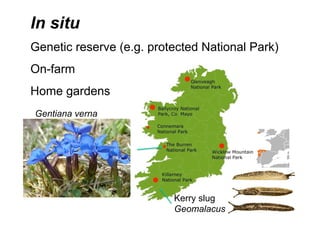 In situ
Genetic reserve (e.g. protected National Park)
On-farm
Home gardens
Gentiana verna
Kerry slug
Geomalacus
 