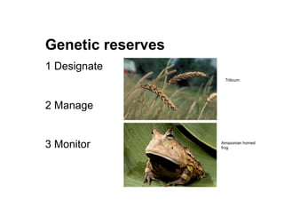 Genetic reserves
1 Designate
2 Manage
3 Monitor
Triticum
Amazonian horned
frog
 