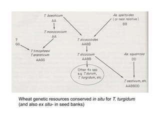 Wheat genetic resources conserved in situ for T. turgidum
(and also ex situ- in seed banks)
 