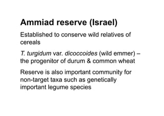 Ammiad reserve (Israel)
Established to conserve wild relatives of
cereals
T. turgidum var. dicoccoides (wild emmer) –
the progenitor of durum & common wheat
Reserve is also important community for
non-target taxa such as genetically
important legume species
 