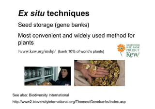 Ex situ techniques
Seed storage (gene banks)
Most convenient and widely used method for
plants
/www.kew.org/msbp/ (bank 10% of world’s plants)
See also: Biodiversity International
http://www2.bioversityinternational.org/Themes/Genebanks/index.asp
 
