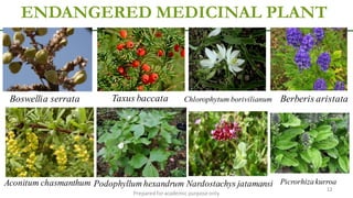 ENDANGERED MEDICINAL PLANT
Preparedforacademic purpose only
12
Podophyllum hexandrum
Taxus baccataBoswellia serrata
Aconitum chasmanthum
Chlorophytum borivilianum Berberis aristata
PicrorhizakurroaNardostachys jatamansi
 