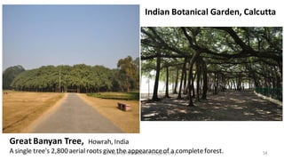 Preparedforacademic purpose only 54
Great Banyan Tree, Howrah, India
A single tree's 2,800aerial roots give the appearanceof a complete forest.
Indian Botanical Garden, Calcutta
 