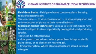 VIGNAN INSTITUTE OF PHARMACEUTICAL TECHNOLOGY
Field Gene Banks - Field gene banks conserve plants by using
tools of biotechnology.
These include – - In vitro conservation : - In vitro propagation and
re-introduction of plants to their natural habitats.
Molecular masker technology : Various In-vitro techniques have
been developed to store vegetatively propagated seed producing
species.
These can be categorised as –
• slow growth procedures, where germplasm is kept as sterile
plant tissue, or as plantlet on nutrient gel.
• Cryopreservation, where plant materials are stored in liquid
nitrogen.
 