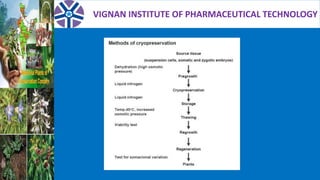 VIGNAN INSTITUTE OF PHARMACEUTICAL TECHNOLOGY
 