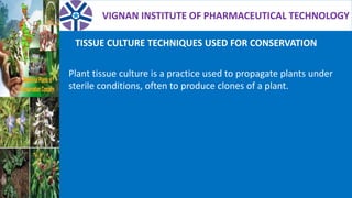 VIGNAN INSTITUTE OF PHARMACEUTICAL TECHNOLOGY
TISSUE CULTURE TECHNIQUES USED FOR CONSERVATION
Plant tissue culture is a practice used to propagate plants under
sterile conditions, often to produce clones of a plant.
 