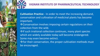 VIGNAN INSTITUTE OF PHARMACEUTICAL TECHNOLOGY
Cultivation Practice - In order to meet the increasing demand,
conservation and cultivation of medicinal plants has become
important.
Conservation involves imposing certain regulations on their
collection from the wild.
If such irrational collection continues, many plant species
which are widely available today will become endangered.
Some may even become extinct.
For their conservation, the proper cultivation methods must
be encouraged.
 