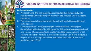 VIGNAN INSTITUTE OF PHARMACEUTICAL TECHNOLOGY
Cell suspensions:
a. Pre-treatment: The cell suspension is inoculated at high density into
standard medium containing 6% mannitol and cultured under standard
conditions.
b. The suspension is harvested when the cell will be dividing rapidly and
chilled on ice.
c. Cryopreservation: A double strength cryoprotectants solution(1M
dimethylsulfoxide (DMSO) + 1M glycerol + 2M sucrose)was prepared and
one volume of cryoprotectants solution is added to one volume of cell
suspension and the mixture is incubated on ice for 1hr. d. The mixture is
dispensed as 1 ml aliquots and the ampoules are cooled at 1oC min-1
until they reach -35oC
 