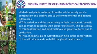 VIGNAN INSTITUTE OF PHARMACEUTICAL TECHNOLOGY
Medicinal plants collected from the wild normally vary in
composition and quality, due to the environmental and genetic
differences.
This variation and the uncertainty in their therapeutic benefit
can be much reduced by their proper cultivation. The possibility
of misidentification and adulteration also greatly reduces due to
cultivation.
Thus, medicinal plant cultivation can help in the conservation
of the wild stocks and can fulfill the global health needs.
 