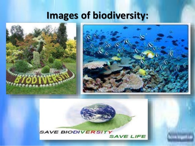 Conservation of nature essay
