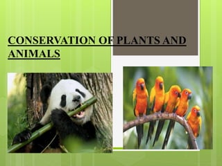 CONSERVATION OF PLANTS AND
ANIMALS
 