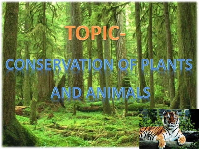 conservation-of-plants-and-animals-ppt