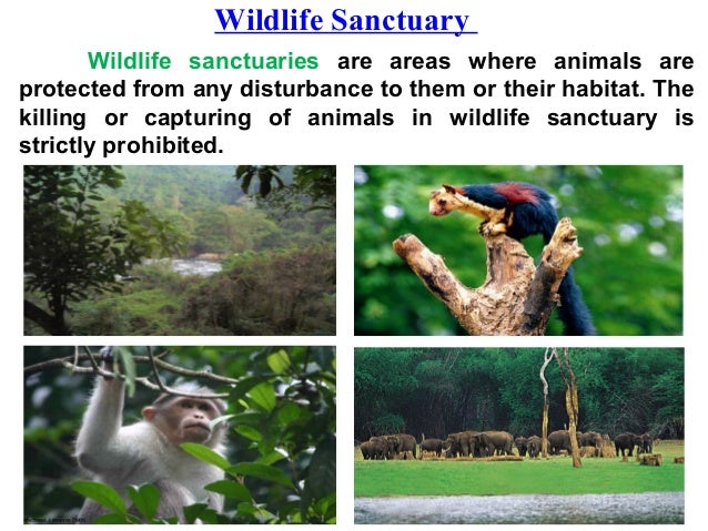 promoting conservation of fauna and flora Conservation - promoting » preservation - promotion » the restoration phares » planning » flora and fauna » international cooperation » research and exchange. promoting conservation of fauna and flora Conservation - promoting » preservation - promotion » the restoration phares » planning » flora and fauna » international cooperation » research and exchange.