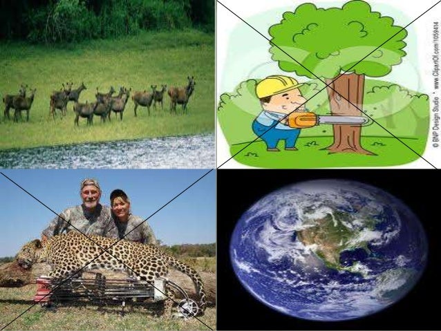 essay on conservation of plants and animals essay on conservation of plants and animals