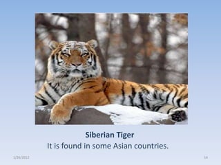 Siberian Tiger
            It is found in some Asian countries.
1/26/2012                                          14
 