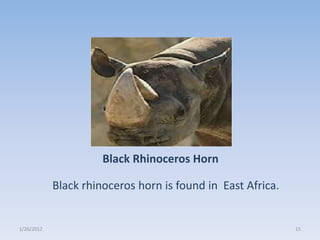 Black Rhinoceros Horn

            Black rhinoceros horn is found in East Africa.


1/26/2012                                                    15
 