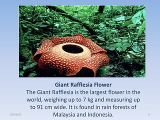 Giant Rafflesia Flower
            The Giant Rafflesia is the largest flower in the
            world, weighing up to 7 kg and measuring up
             to 91 cm wide. It is found in rain forests of
1/26/2012             Malaysia and Indonesia.                  17
 