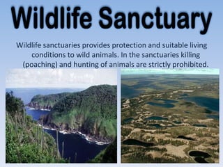 Wildlife sanctuaries provides protection and suitable living
     conditions to wild animals. In the sanctuaries killing
  (poaching) and hunting of animals are strictly prohibited.




1/26/2012                                                   20
 