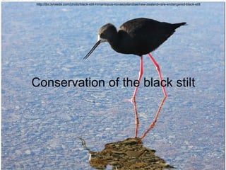 Conservation of the black stilt
http://ibc.lynxeds.com/photo/black-stilt-himantopus-novaezelandiae/new-zealand-rare-endangered-black-stilt
 