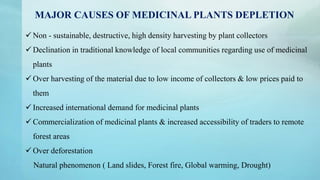 MAJOR CAUSES OF MEDICINAL PLANTS DEPLETION
 Non - sustainable, destructive, high density harvesting by plant collectors
 Declination in traditional knowledge of local communities regarding use of medicinal
plants
 Over harvesting of the material due to low income of collectors & low prices paid to
them
 Increased international demand for medicinal plants
 Commercialization of medicinal plants & increased accessibility of traders to remote
forest areas
 Over deforestation
Natural phenomenon ( Land slides, Forest fire, Global warming, Drought)
 