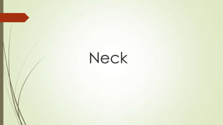 Neck
 