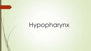 Hypopharynx
 