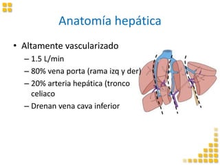 Anatomía hepática
• Altamente vascularizado
– 1.5 L/min
– 80% vena porta (rama izq y der)
– 20% arteria hepática (tronco
celiaco
– Drenan vena cava inferior
 