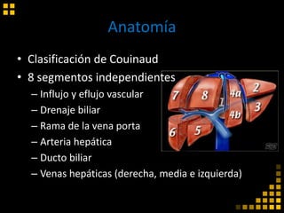 Anatomía
• Clasificación de Couinaud
• 8 segmentos independientes
– Influjo y eflujo vascular
– Drenaje biliar
– Rama de la vena porta
– Arteria hepática
– Ducto biliar
– Venas hepáticas (derecha, media e izquierda)
 