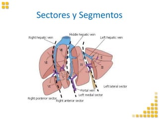 Sectores y Segmentos
 