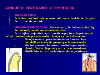 CONDUCTO DENTINARIO Y CEMENTARIO
- FORAMEN APICAL
Es la abertura final del conducto radicular a nivel del tercio apical
de la raíz dentaria.
- MEMBRANA PERIODONTAL ( Pericemento, Periodonto apical, lig.
Periodontal, membrana alveolodentaria)
Es un tejido conjuntivo denso que tiene por función primordial
unir el cemento a la pared alveolar biológica y mecánicamente.
- Biológicamente : para mantener los intercambios
metabólicos entre el cemento y el hueso alveolar.
- Mecánicamente : Por estar constituida por tejidos
blando, fibras colágenas y estructuras vasculares
distribuidas en sustancias intercelular gelatinosa.
 