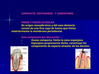 CONDUCTO DENTINARIO Y CEMENTARIO
- PARED Y HUESO ALVEOLAR
De origen mesodérmico y del saco dentario.
consta de una fina capa de hueso que limita
exteriormente la membrana periodontal.
Esta compuesto por dos partes :
- Hueso compacto, limita la zona esponjosa
- Esponjoso propiamente dicho, constituye los
componente de soporte alveolar de los dientes.
 