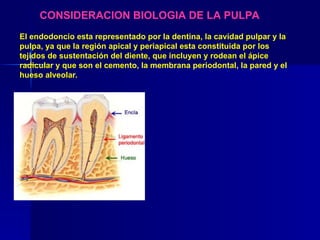 CONSIDERACION BIOLOGIA DE LA PULPA
El endodoncio esta representado por la dentina, la cavidad pulpar y la
pulpa, ya que la región apical y periapical esta constituida por los
tejidos de sustentación del diente, que incluyen y rodean el ápice
radicular y que son el cemento, la membrana periodontal, la pared y el
hueso alveolar.
 
