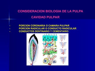 CONSIDERACION BIOLOGIA DE LA PULPA
CAVIDAD PULPAR
- PORCION CORONARIA O CAMARA PULPAR
- PORCION RADICULAR O CONDUCTO RADICULAR
- CONDUCTOS DENTINARIO Y CEMENTARIO
 