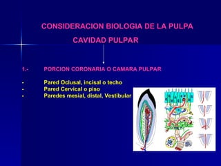 CONSIDERACION BIOLOGIA DE LA PULPA
CAVIDAD PULPAR
1.- PORCION CORONARIA O CAMARA PULPAR
- Pared Oclusal, incisal o techo
- Pared Cervical o piso
- Paredes mesial, distal, Vestibular
 