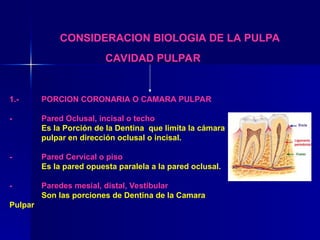 CONSIDERACION BIOLOGIA DE LA PULPA
CAVIDAD PULPAR
1.- PORCION CORONARIA O CAMARA PULPAR
- Pared Oclusal, incisal o techo
Es la Porción de la Dentina que limita la cámara
pulpar en dirección oclusal o incisal.
- Pared Cervical o piso
Es la pared opuesta paralela a la pared oclusal.
- Paredes mesial, distal, Vestibular
Son las porciones de Dentina de la Camara
Pulpar
 