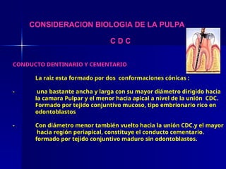 CONSIDERACION BIOLOGIA DE LA PULPA
C D C
CONDUCTO DENTINARIO Y CEMENTARIO
La raiz esta formado por dos conformaciones cónicas :
- una bastante ancha y larga con su mayor diámetro dirigido hacia
la camara Pulpar y el menor hacia apical a nivel de la unión CDC.
Formado por tejido conjuntivo mucoso, tipo embrionario rico en
odontoblastos
- Con diámetro menor también vuelto hacia la unión CDC.y el mayor
hacia región periapical, constituye el conducto cementario.
formado por tejido conjuntivo maduro sin odontoblastos.
 