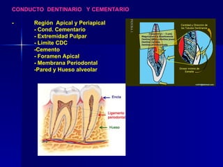CONDUCTO DENTINARIO Y CEMENTARIO
- Región Apical y Periapical
- Cond. Cementario
- Extremidad Pulpar
- Limite CDC
-Cemento
- Foramen Apical
- Membrana Periodontal
-Pared y Hueso alveolar
 