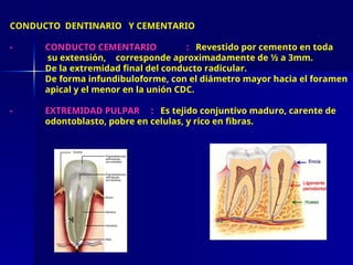 CONDUCTO DENTINARIO Y CEMENTARIO
- CONDUCTO CEMENTARIO : Revestido por cemento en toda
su extensión, corresponde aproximadamente de ½ a 3mm.
De la extremidad final del conducto radicular.
De forma infundibuloforme, con el diámetro mayor hacia el foramen
apical y el menor en la unión CDC.
- EXTREMIDAD PULPAR : Es tejido conjuntivo maduro, carente de
odontoblasto, pobre en celulas, y rico en fibras.
 