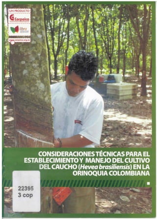 Consideraciones técnicas para el establecimiento y manejo del cultivo del caucho hevea brasiliensis en la orinoquia colombiana ica
