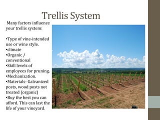 Trellis	
  System	
  
	
  Many	
  factors	
  inbluence	
  
your	
  trellis	
  system:	
  
	
  
• Type	
  of	
  vine-­‐intended	
  
use	
  or	
  wine	
  style.	
  
• climate	
  
• Organic	
  /	
  
conventional	
  
• Skill	
  levels	
  of	
  
employees	
  for	
  pruning.	
  
• Mechanization.	
  
• Materials-­‐	
  Galvanized	
  
posts,	
  wood	
  posts	
  not	
  
treated	
  (organic)	
  
• Buy	
  the	
  best	
  you	
  can	
  
afford.	
  This	
  can	
  last	
  the	
  
life	
  of	
  your	
  vineyard.	
  
 
