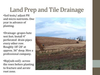  
Land	
  Prep	
  and	
  Tile	
  Drainage	
  
	
  • Soil	
  tests/	
  adjust	
  PH	
  	
  
and	
  micro	
  nutrients.	
  One	
  
year	
  in	
  advance	
  of	
  
planting.	
  
	
  
• Drainage-­‐	
  grapes	
  hate	
  
wet	
  feet.	
  Install	
  4”	
  
perforated	
  	
  drain	
  pipes	
  
every	
  other	
  row.	
  
Roughly	
  18’-­‐20’	
  at	
  
approx.	
  36”	
  deep.	
  Hire	
  a	
  
professional	
  company.	
  
• Rip(sub-­‐soil)-­‐	
  across	
  
the	
  rows	
  before	
  planting	
  
to	
  fracture	
  and	
  aerate	
  	
  
root	
  zone.	
  
 
