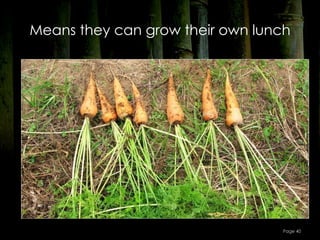 Means they can grow their own lunch




                                  Page 40
 