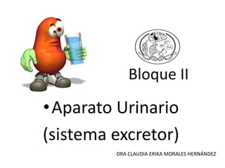 Bloque II
•Aparato Urinario
(sistema excretor)
DRA CLAUDIA ERIKA MORALES HERNÁNDEZ
 