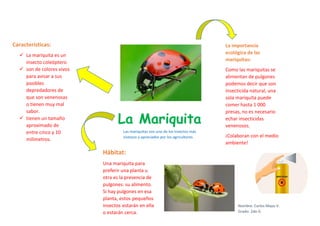La Mariquita
Las mariquitas son uno de los insectos más
vistosos y apreciados por los agricultores
Características:
✓ La mariquita es un
insecto coleóptero
✓ son de colores vivos
para avisar a sus
posibles
depredadores de
que son venenosas
o tienen muy mal
sabor.
✓ tienen un tamaño
aproximado de
entre cinco y 10
milímetros.
Nombre: Carlos Mayo V.
Grado: 2do G
Hábitat:
Una mariquita para
preferir una planta u
otra es la presencia de
pulgones: su alimento.
Si hay pulgones en esa
planta, estos pequeños
insectos estarán en ella
o estarán cerca.
La importancia
ecológica de las
mariquitas:
Como las mariquitas se
alimentan de pulgones
podemos decir que son
insecticida natural, una
sola mariquita puede
comer hasta 1 000
presas, no es necesario
echar insecticidas
venenosos.
¡Colaboran con el medio
ambiente!
 