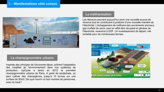 Inspirée des principes de l’économie bleue, prônant l’adaptation
des modèles de l’environnement dans nos systèmes de
production, UpCycle a lancé en 2012 la première
champignonnière urbaine de Paris. A partir de biodéchets, on
peut cultiver des champignons, jusqu’à 10 tonnes sur une
surface de 30m2. De quoi nourrir un bon nombre de personnes,
avec du local !
Les éleveurs peuvent aujourd’hui avoir une nouvelle source de
revenus tout en contribuant à produire d’une nouvelle manière de
l’électricité. L’échappement de méthane des excréments animaux,
gaz à effets de serre, peut en effet être récupéré et générer de
l’électricité, revendue à EDF. Un investissement de départ, vite
rentable pour de nombreuses fermes.
2 – Manifestations côté consos
La champignonnière urbaine
La méthanisation
27
 