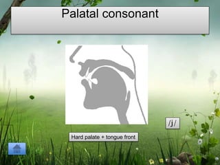 Palatal Letters Consonant | PPTX