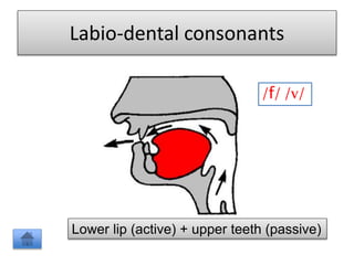 Labio-dental consonants
/f/ /v/
Lower lip (active) + upper teeth (passive)
 