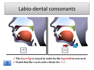 Labio-dental consonants
 