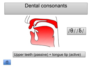 Dental consonants
Upper teeth (passive) + tongue tip (active)
/θ//δ/
 